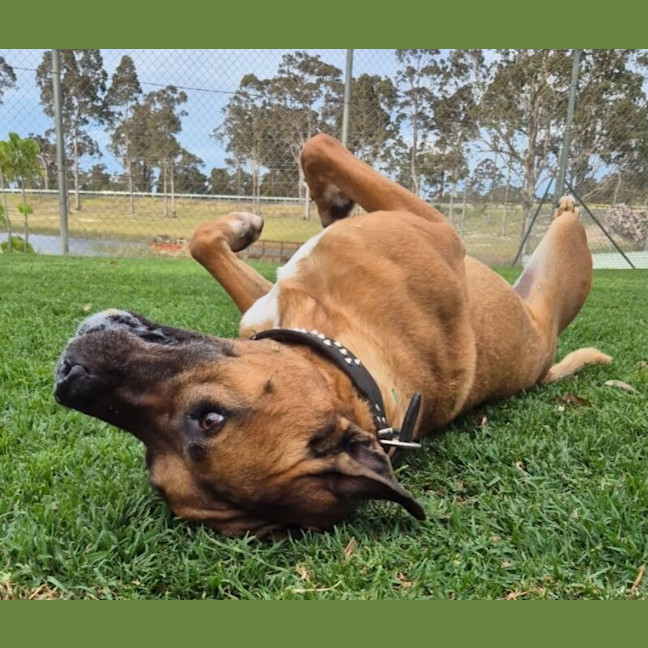 Photo of Puppas