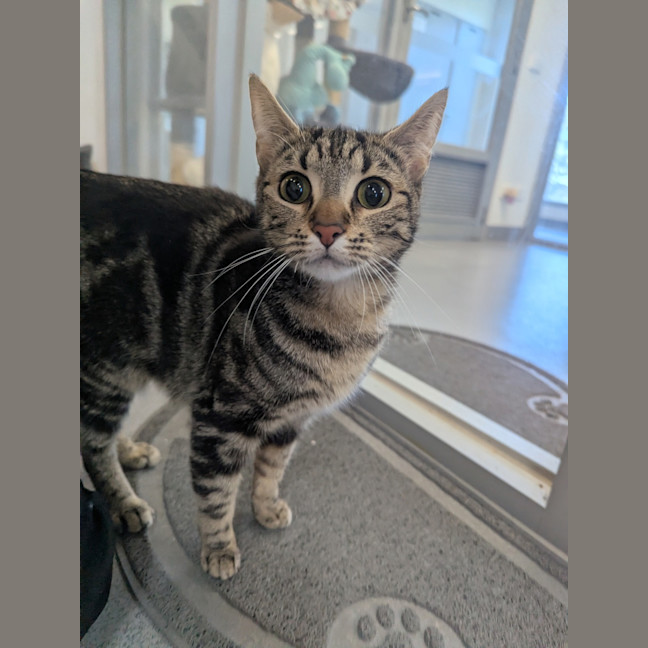 Photo of Sweet Potato