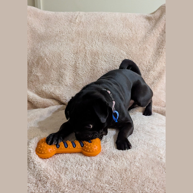 Photo of Buttons   4 Year Old French Bulldog X Pug