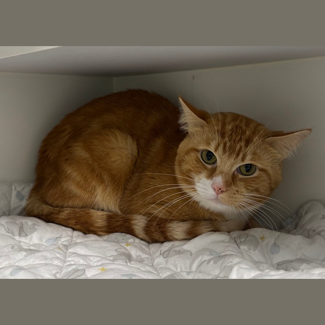 Photo of Simba