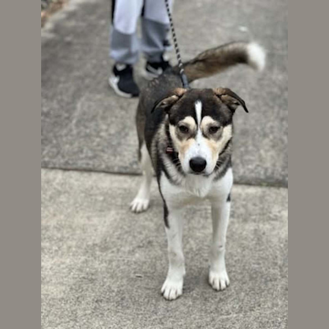 Photo of Lupo