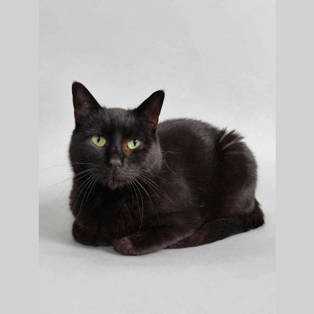 Photo of Morticia 