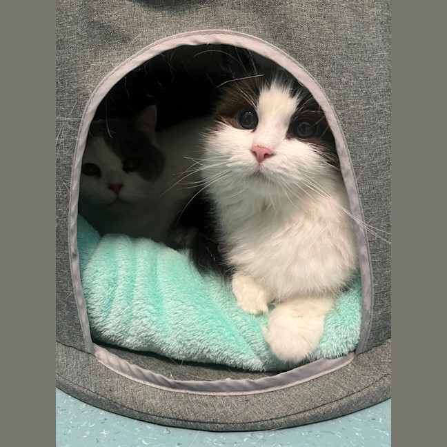 Photo of Lolita And Taffy (Bonded Pair)