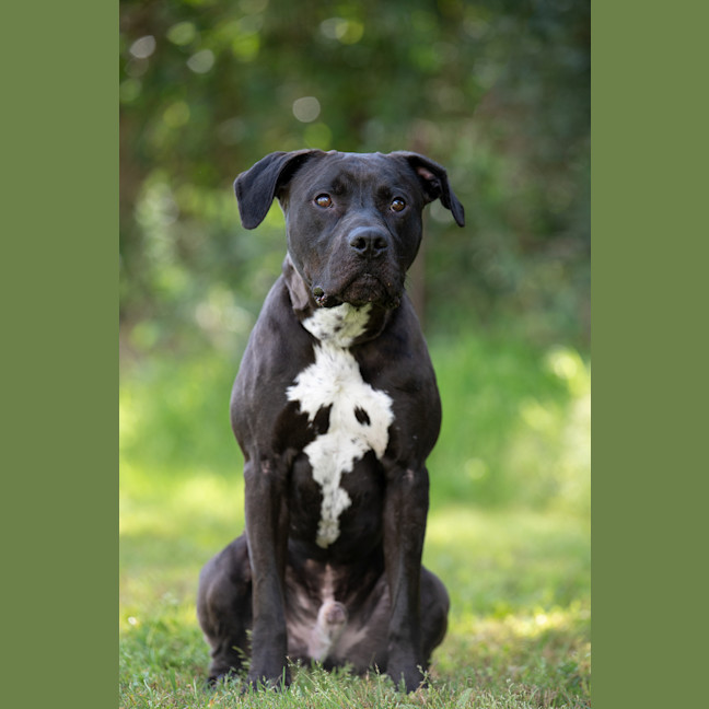 Photo of Bronson