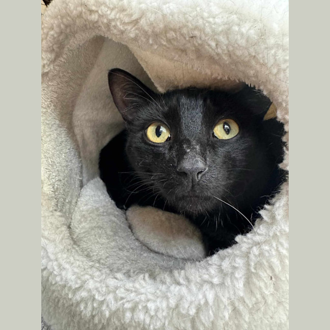 Photo of Milo**2nd Chance Cat Rescue**