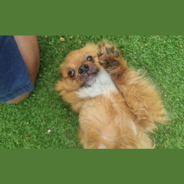 Photo of Simba