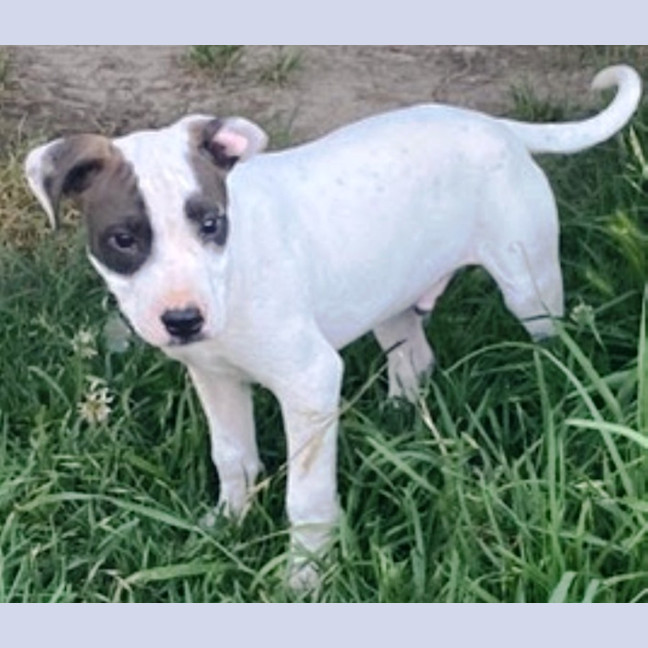 Photo of Hank ~ 11 Week Old, Staffy X Beagle Puppy