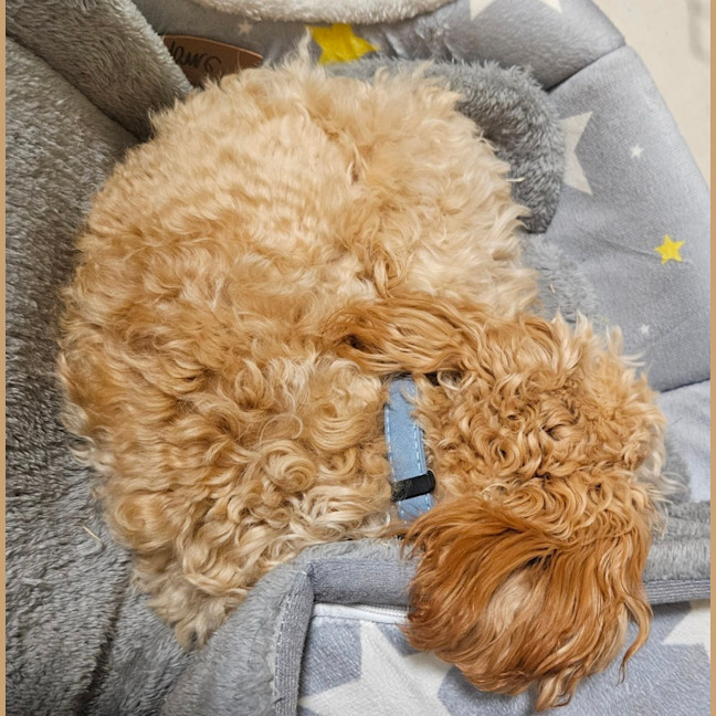 Photo of Maple