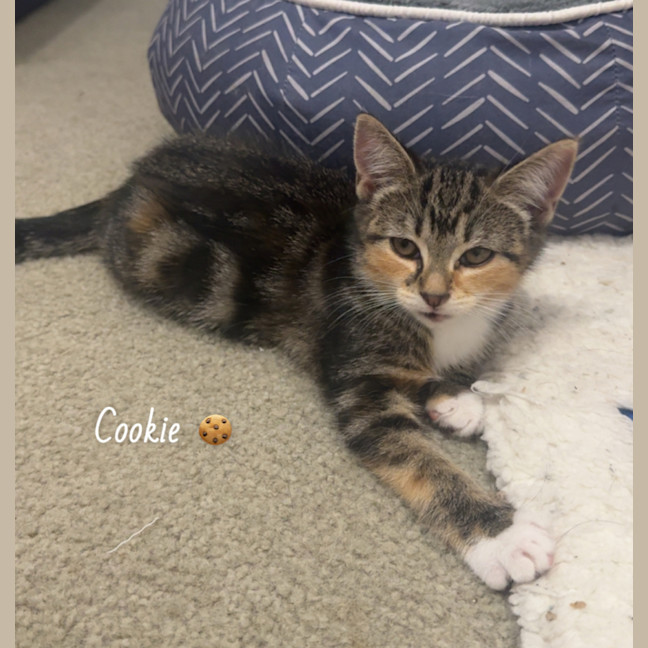 Photo of Cookie