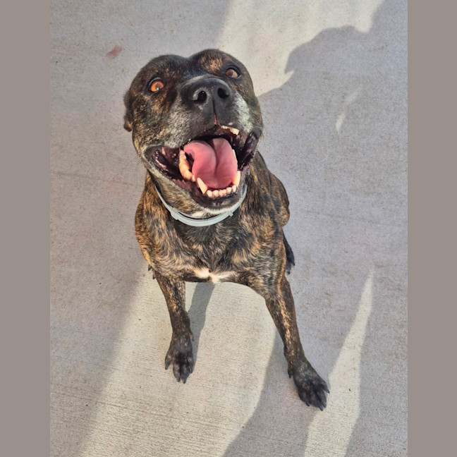 Photo of Chase (8999)