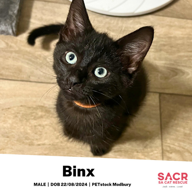 Photo of Binx
