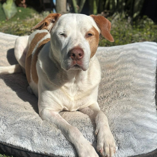 Photo of Chief