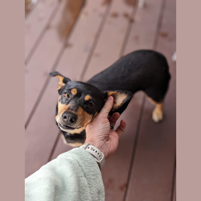 Photo of Tessa 💝 4 Year Old Dachshund X