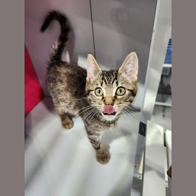 Photo of Gizmo