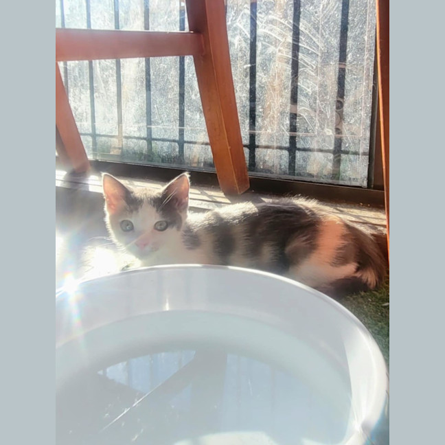 Photo of Tulip 🌷*9 Lives Rescue Project*