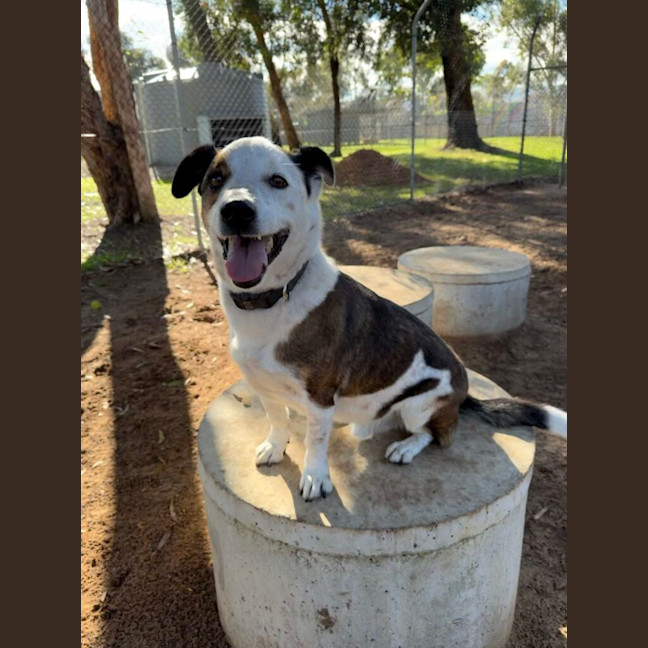 Photo of Huxley