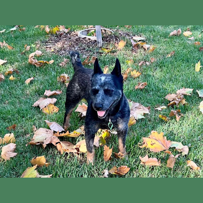 Photo of Ash