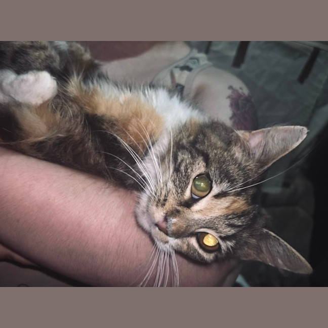 Photo of Callie