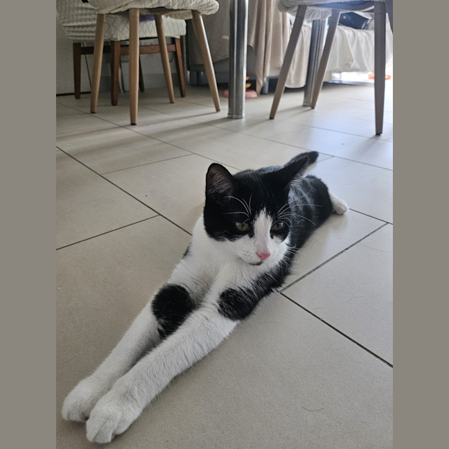 Photo of Felix