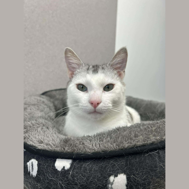 Photo of Neon   In Foster Care In Preston