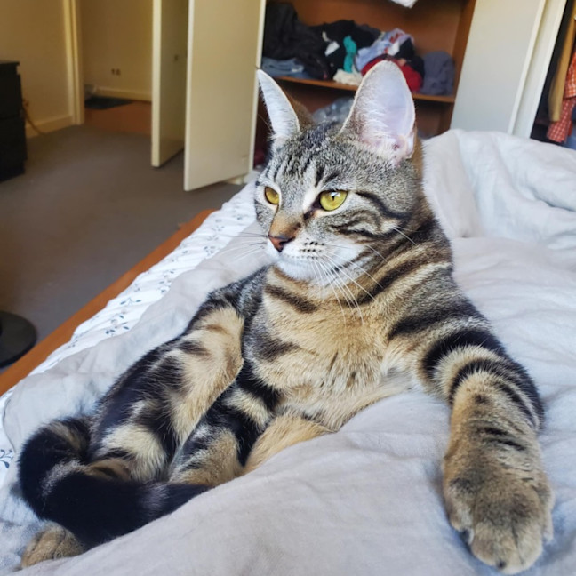 Photo of Miffy   Located In Coburg