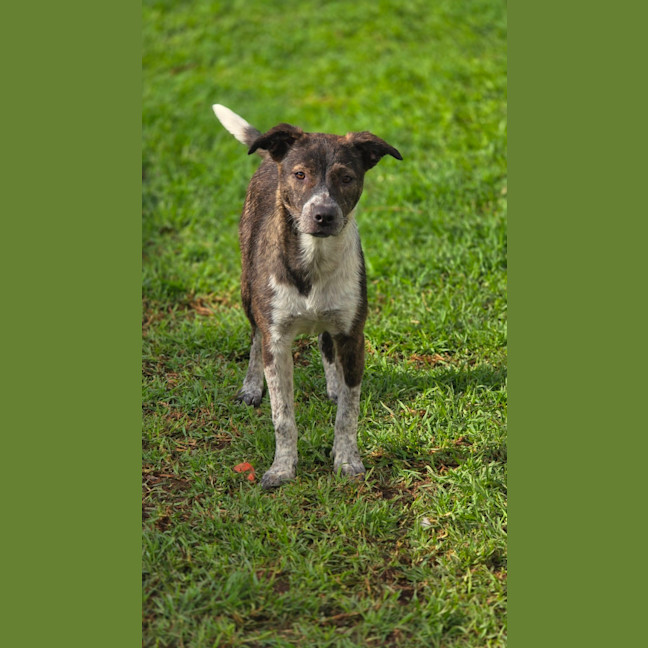 Photo of Wren