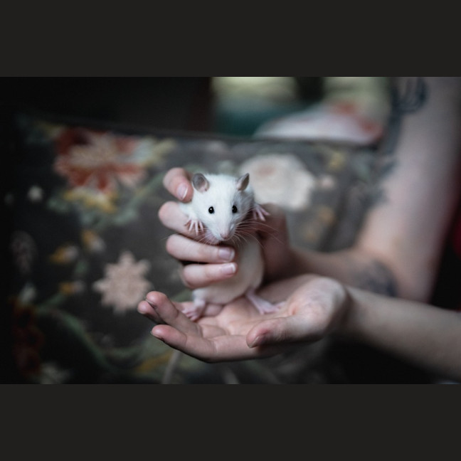 Photo of Seagull And Roach