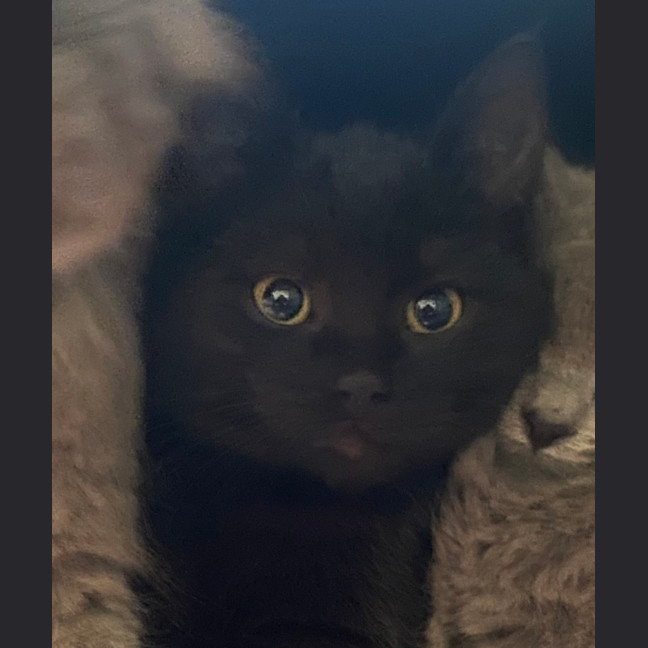 Photo of Pudding