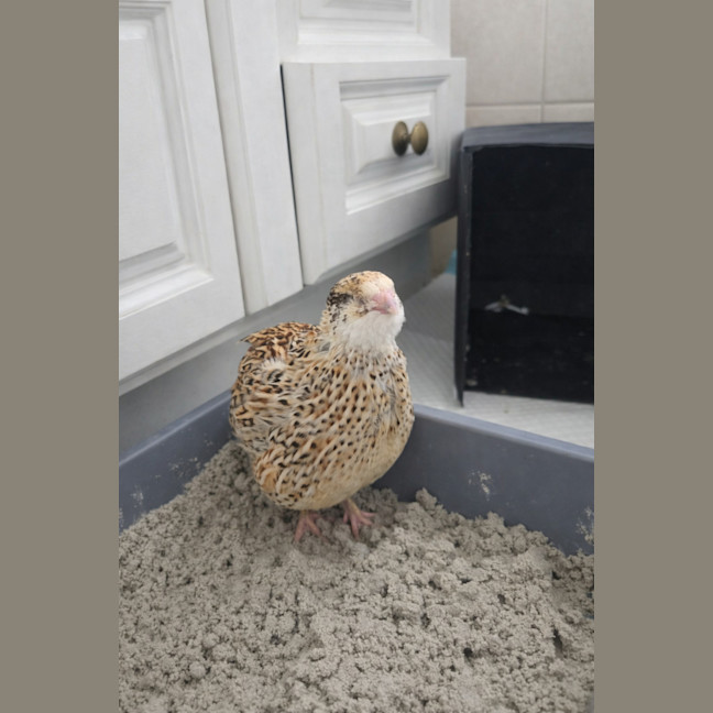 Photo of Edamame, Chickpea & Butterbeans