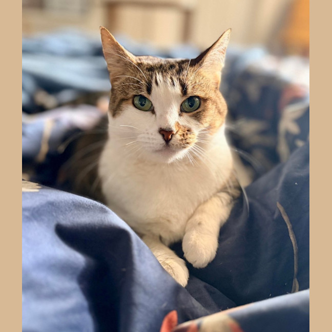 Photo of Daphne