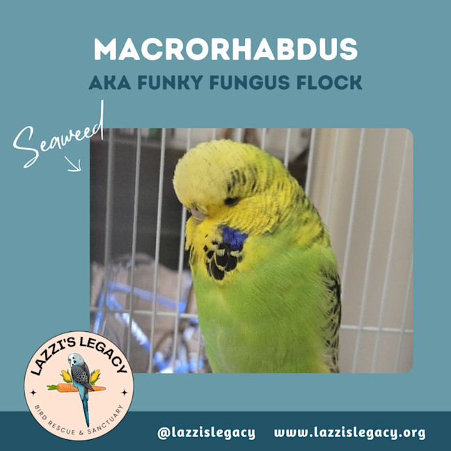 Photo of Macrohabdus (Agy, Megabacteria) Flock