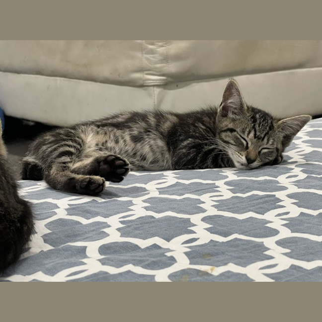 Photo of Callie