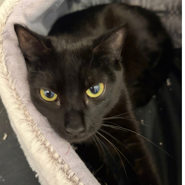 Photo of Midnight