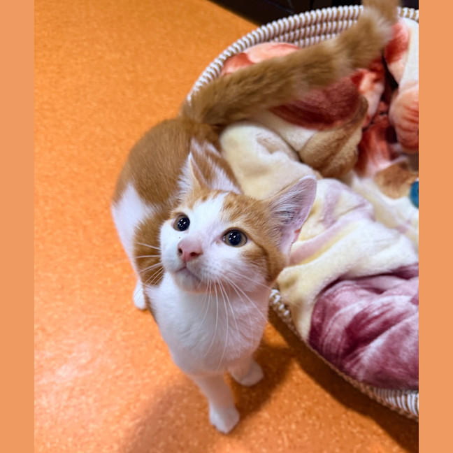 Photo of Speedy Gonzales