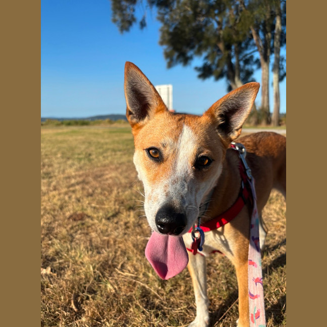 Photo of Lucy   4 Year Old Basenji X