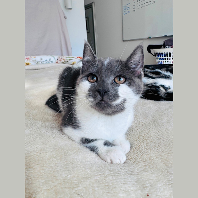 Photo of Wren 💕