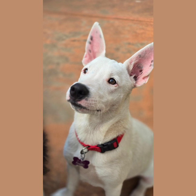 Photo of Goose