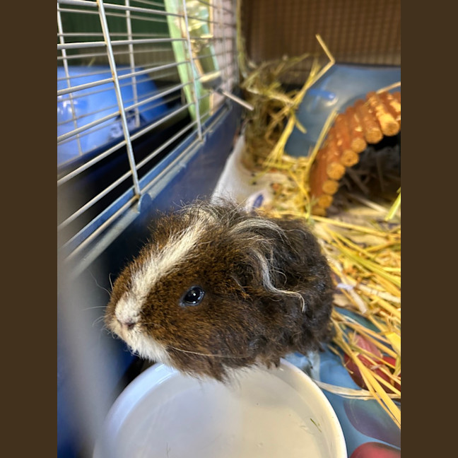 Photo of Mochi