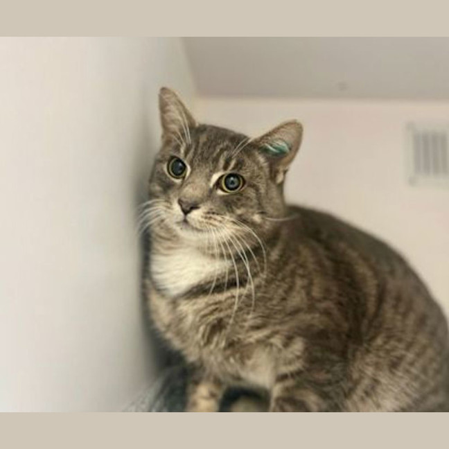 Photo of Tuna