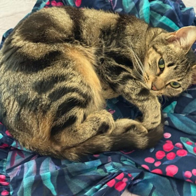 Photo of Sylar   Now At Pet Quarters Morisset