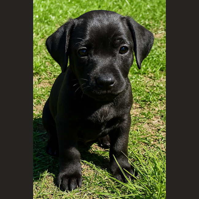 Photo of Bonnie   8 Week Old Dachshund X Pug