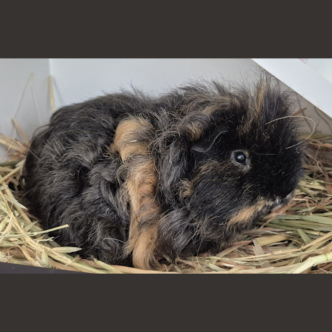 Photo of Pea (Bonded With Piggy)