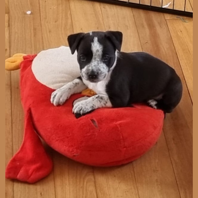 Photo of Mustang Sally