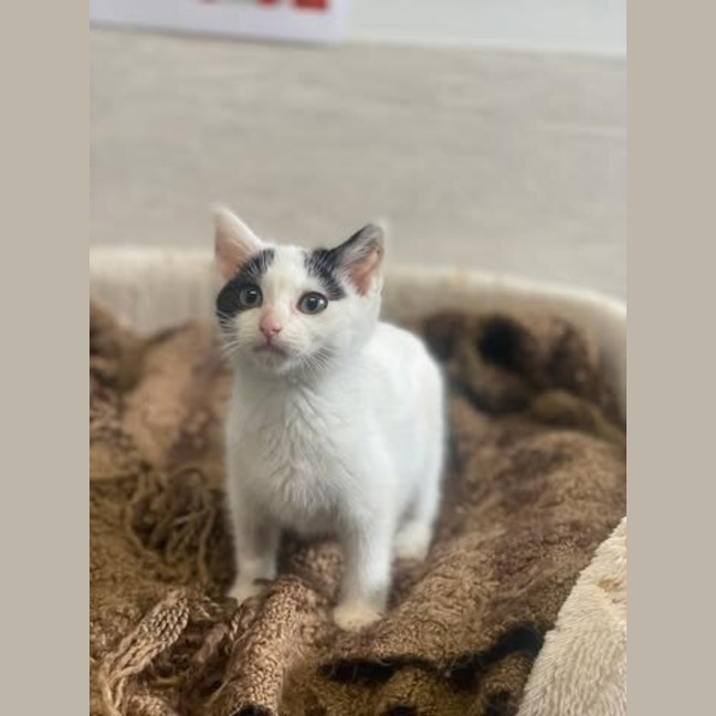 Photo of Loki