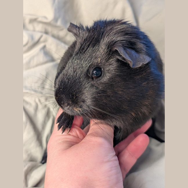 Photo of Jinx
