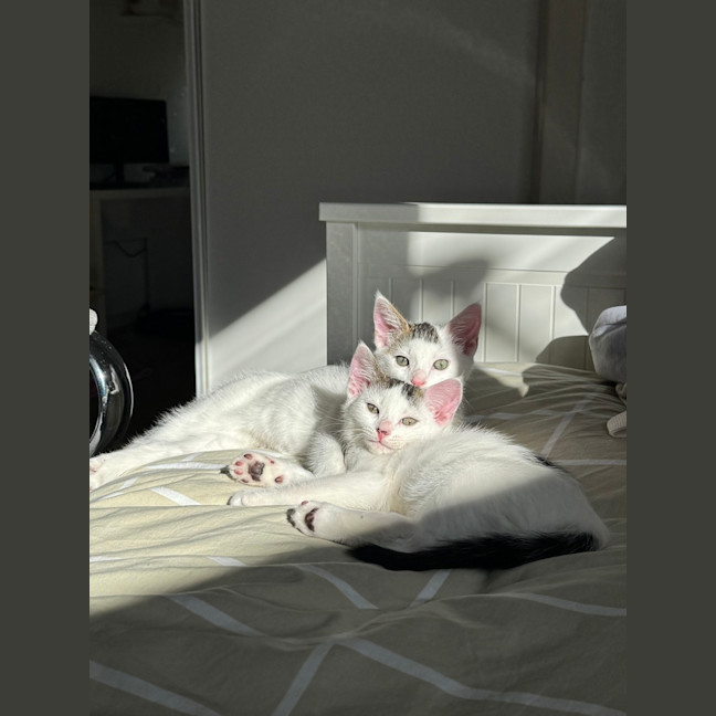 Photo of Bean And Biscuit