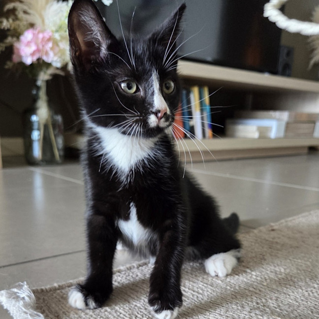 Photo of Oat