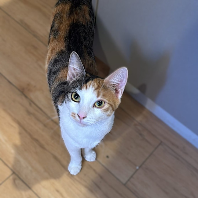 Photo of Daphne