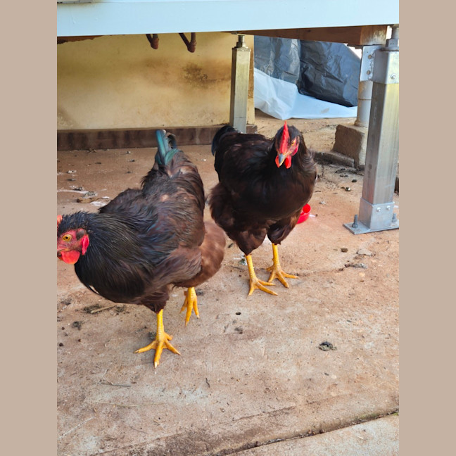 Photo of Two Roosters