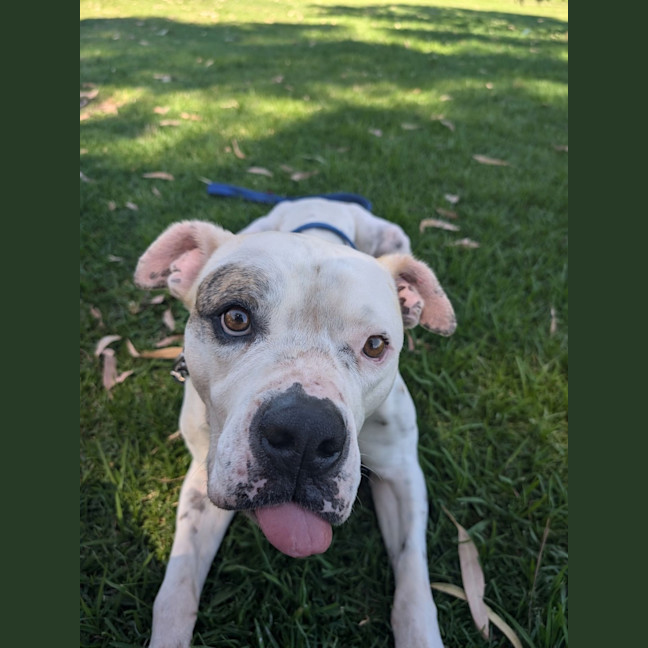 Photo of Knox